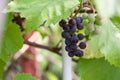 Bunches of ripe red and white wine grapes on vine Royalty Free Stock Photo