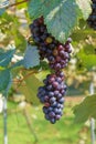 Bunches of ripe red wine grapes Royalty Free Stock Photo