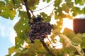 Bunches of ripe red wine grapes Royalty Free Stock Photo