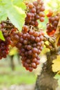 Bunches of ripe red wine grapes growing on a grapevine in vineyard Royalty Free Stock Photo