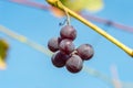 Bunches of ripe red wine grapes on old vine Royalty Free Stock Photo