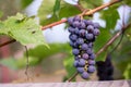 Bunches of ripe red wine grapes on vine Royalty Free Stock Photo