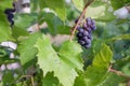 Bunches of ripe red wine grapes on vine Royalty Free Stock Photo