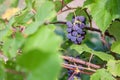 Bunches of ripe red wine grapes on vine Royalty Free Stock Photo