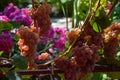 Bunches of ripe RPS grapes in the vineyard Royalty Free Stock Photo