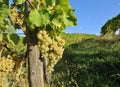 Bunches of ripe Sauvignon Blanc grapes hanging on vine Royalty Free Stock Photo