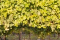 Bunches of ripe Sauvignon blanc grapes with leaves on vine in vineyard Royalty Free Stock Photo