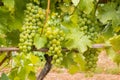 Bunches of ripe Sauvignon Blanc grapes on vine in vineyard Royalty Free Stock Photo