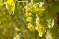 Bunches of ripe Sauvignon Blanc grapes on vine in vineyard at harvest time with blurred background and copy space Royalty Free Stock Photo