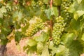 Sauvignon Blanc grapes on vine in vineyard at harvest time Royalty Free Stock Photo