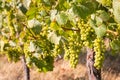 Bunches of ripe Sauvignon Blanc grapes in vineyard Royalty Free Stock Photo
