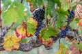 Bunches of ripe sweet grapes, colorful leaves on the branches of vineyard Royalty Free Stock Photo