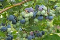 Bunches of ripe and unripe blueberry berries on a bush