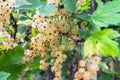 Bunches of ripe white currant on the shrub. Royalty Free Stock Photo