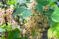 Bunches of ripe white currant on the shrub. Royalty Free Stock Photo