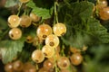 Bunches of ripe white currants hang from a branch. Royalty Free Stock Photo