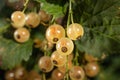 Bunches of ripe white currants hang from a branch. Royalty Free Stock Photo