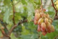 Bunches of ripe white grapes on a bush