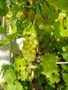 Bunches of ripe white grapes on the vine Royalty Free Stock Photo