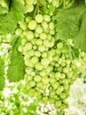 Bunches of white grapes in a vineyard. Royalty Free Stock Photo