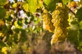 Bunches or ripe white riesling grapes growing in organic vineyard at harvest time Royalty Free Stock Photo