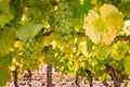 Bunches of ripe white wine grapes hanging on vine in vineyard at harvest time Royalty Free Stock Photo