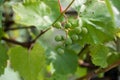 Bunches of ripe white wine grapes on vine Royalty Free Stock Photo