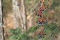 Bunches of ripe wild grapes in fir trees close-up copy space desktop screensaver Royalty Free Stock Photo