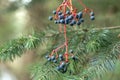 Bunches of ripe wild grapes in fir trees close-up copy space desktop screensaver Royalty Free Stock Photo