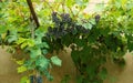 Bunches of ripening grapes on the vine in front of the country houses in Georgia