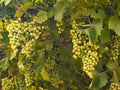 Bunches of ripening green grapes