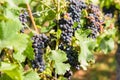 Bunches of ripening red grapes in a vineyard Royalty Free Stock Photo