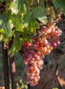 Bunches of rose pink grapes ripen under gentle summer sun on the Greek island in Greece