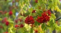 Bunches of Rowan berries with autumn leaves. Royalty Free Stock Photo