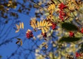 Bunches of rowan berries and yellow leaves on a branch against a blue sky. Autumn background with a sprig of mountain ash Royalty Free Stock Photo
