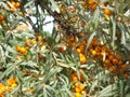 Bunches of sea buckthorn berries on the branches of a tree.