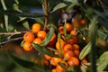 Bunches of sea buckthorn berries on the branches of a tree.