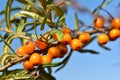 Bunches of sea buckthorn berries on the branches of a tree.