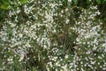 Bunches Of Small Flowered White Aster Flowers