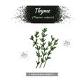 Bunches of sprig of thyme with leaves