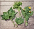 Bunches of spring edible wild herbs: nettle, dandelion, goutweed