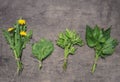 Bunches of spring edible wild herbs: nettle, dandelion, goutweed