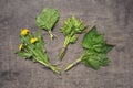 Bunches of spring edible wild herbs slightly dried : nettle, da