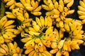 Bunches of sweet bananas sold in a market in Tangalle, Sri Lanka Royalty Free Stock Photo