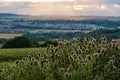 Bunch of Thistles in Scottish countryside