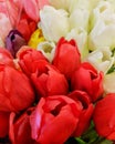 Bunches of Tulips in closeup, red, white, pink, yellow, purple Royalty Free Stock Photo