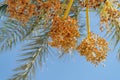 Bunches unripe dates growing in hot tropical resort hanging from palm tree branches under blue sky Royalty Free Stock Photo