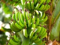 Bunches of unripe green bananas in sunlight Royalty Free Stock Photo