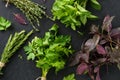 Bunches of various fresh herbs on black background Royalty Free Stock Photo