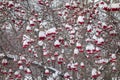 Bunches of viburnum covered with snow